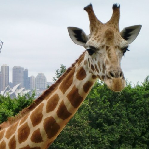 awillis101's profile picture. 