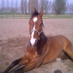Gezellige manege in Ridderkerk. Veel faciliteiten aanwezig. Lessen op elk niveau van beginner tot ervaren ruiters. Elke 3e zondag van de maand FNRS wedstrijden
