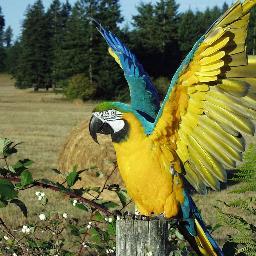 bruwnos's profile picture. 