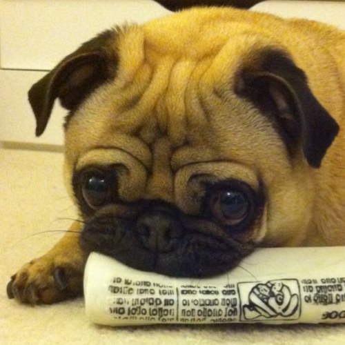 MrNormanPickles's profile picture. 