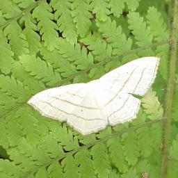 geovelo's profile picture. Life is like riding a bicycle - in order to keep your balance, you must keep moving.  ~Albert Einstein