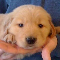 I'm a Golden Retriever puppy who loves to eat, play, pee, poop, and sleep.