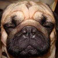 Puggy(@PuggyTrades) 's Twitter Profile Photo