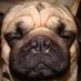 Puggy (@puggytrades) Twitter profile photo Puggy (@puggytrades) Twitter profile photo