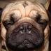 Puggy (@PuggyTrades) Twitter profile photo