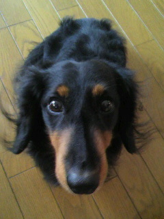 Yua__Mei's profile picture. 人様の創作見るのが大好きです。カゲプロはシンタローで！                                                                    ↑18です(*^^*)