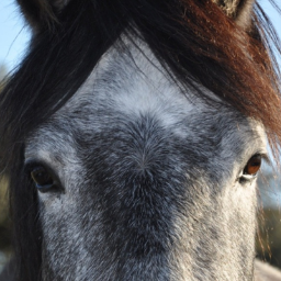 Caballos en Libertad, es un sitio único para tu caballo. Pupilaje en Libertad, Doma, Barefoot para Caballos, Veterinario, Transporte...¡Pasión por los Caballos!