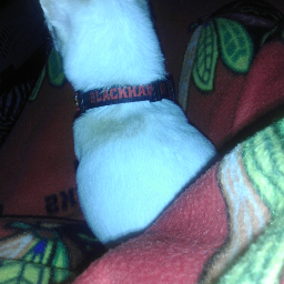 JJEM6400's profile picture. The basics - sports addict, born & raised in Chicago, love my chihuahua, vegetarian (hey, more meat for you), and living a surreal life sometimes.