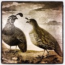 StateBird Provisions