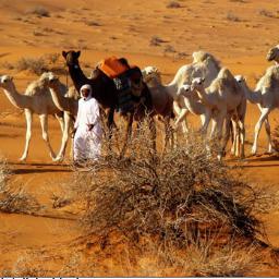 ربنا لا تزغ قلوبنا بعد إذ هديتنا