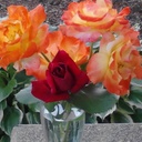 Brian Windham - @brianwindham96 - Twitter