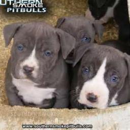 december791's profile picture. #teamSAGITTARIUS #REPSENT #WOLFPACK FOLLOW MY HOMIE @cLeen865