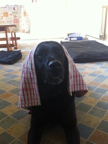 xjlazox's profile picture. 