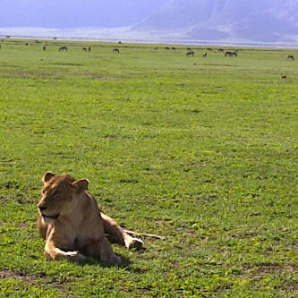 mitalhshah's profile picture. 