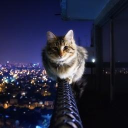 TinfoilGrrrl's profile picture. Artist, cook, teacher/student, science lover, fixer/breaker of things, dancer, kaiju-collecting shy person; FFXIV addict