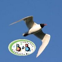 B&BScalelleGallipoli (@bbscalelle) 's Twitter Profile