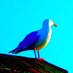 Alif Gull (@alifgull) Twitter profile photo Alif Gull (@alifgull) Twitter profile photo