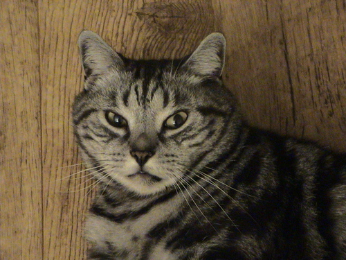 Love Animals, Everton, F1 and crap TV