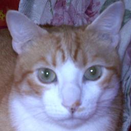 Dartan998's profile picture. 