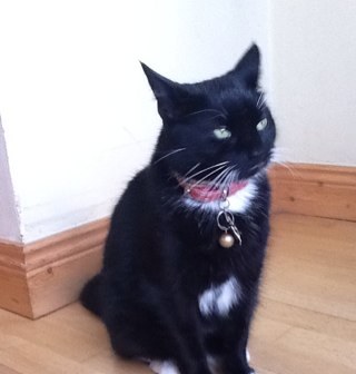 cat951c's profile picture. I was on The Burma Road Where Men were Men an Pansy Was The Name Of a Flower. vote no,