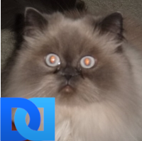 A senior who is a yellow dog democrat with a brain. Love my son. Also love my cat, Samantha, a beautiful Himalayan, who passed away in June 2016.
#UniteBlue