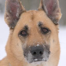Very handsome German shepherd dog, CGC. Love puppy treats, chasing hoppy things, @plkrat @dhonner. Poster pup for animal rescue. Can you adopt?