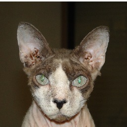 devonrex1998's profile picture. 