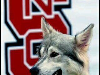 Running with the Pack.... avid NCSU Wolfpack fan, originally from Central IL, mom, wife, German Shepherd lover, employed by a local software company.
