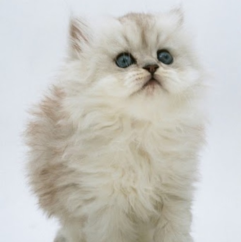 r0o0ot's profile picture. 