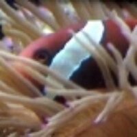 Yanek Korff (@reefhack) Twitter profile photo