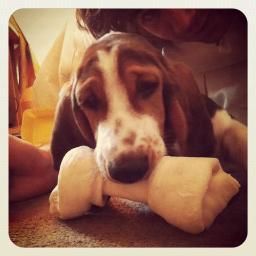 Mamá de un hijo maravilloso Pipo... Faith nuestro basset hound godo lindo, disfruto ver a Dios en toooda mi vida ¡¡¡maravilloso!!!!!