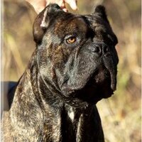 Worldwide Cane Corso(@wwcanecorso) 's Twitter Profile Photo