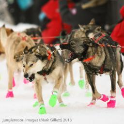 ToughMusher's profile picture. The toughest men and women of the far north... doin' it in the snow!