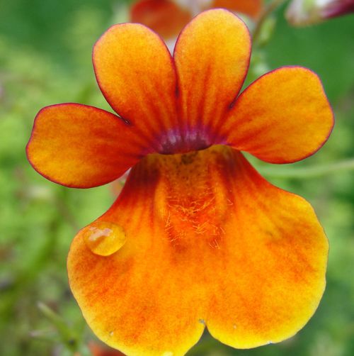 2icesk8tz's profile picture. Christian, Skater, Lover of Warm Sunny Weather