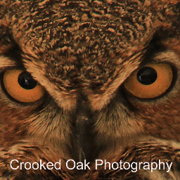Wildlife and Nature Photographer. Crooked Oak Photography Studio