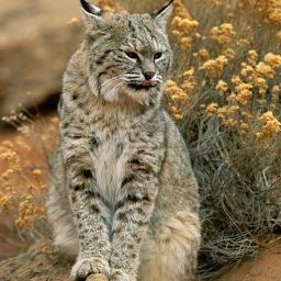 chinesedays's profile picture. 