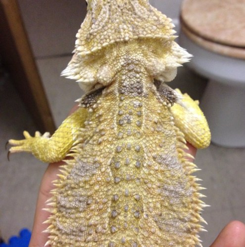I have 2 bearded dragon one super citrus x citrus is my female and my other one is a regular male.I want to start breading when they get enough grams