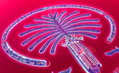 immo_dubai's profile picture. real estate in Dubai - Immobilien in Dubai