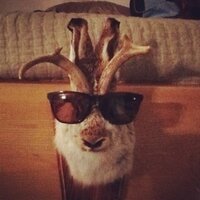 Liam (@liam_the_lamb) 's Twitter Profile
