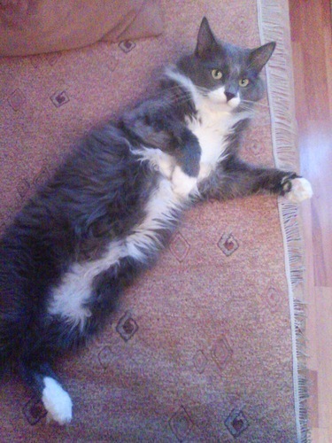 I am a cat that lives in Russia. My mistress is   @CarriettaC 


The most interesting moments of life.