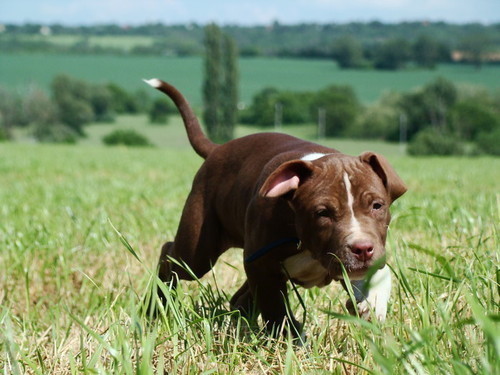 Anjing Pitbull Anjing Pitbull Twitter