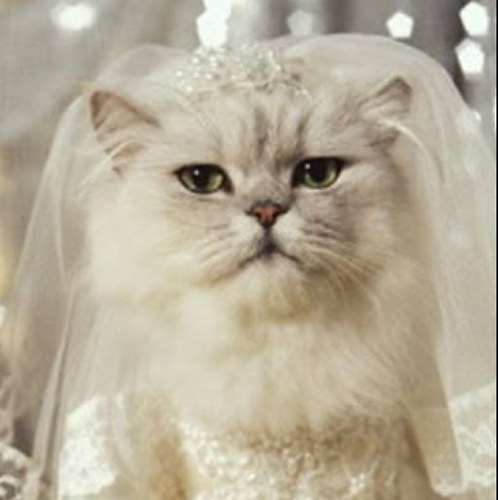 Jadedbyweddings's profile picture. 