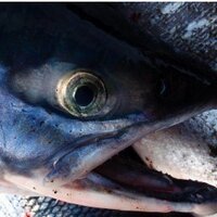 Haida Gwaii CoASt (@hgcoast) 's Twitter Profile Photo Haida Gwaii CoASt (@hgcoast) 's Twitter Profile Photo