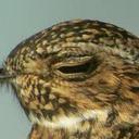 Anita Dawn Bird - @ADawnBird666 - Twitter