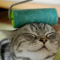ねこ (@nyankoo6) 's Twitter Profile