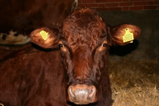 A mixed farm, producing tradionally reared beef in the heart of Suffolk.