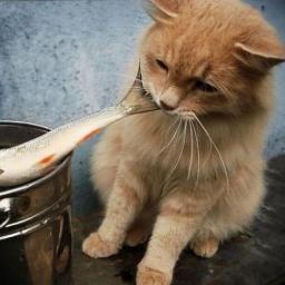 poymal's profile picture. 