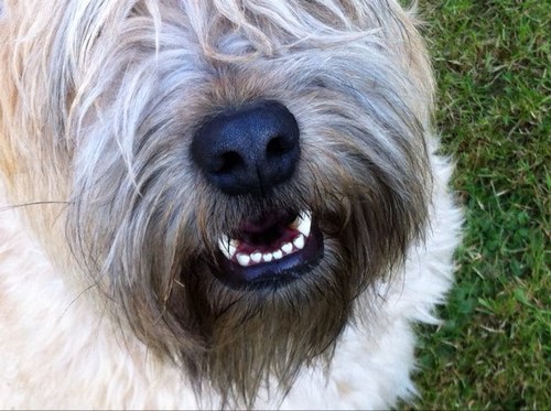 owner of wheatens, lover of cake, equality, music, comedy. 
prepared to march with pitchfork if needed