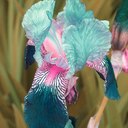 Renee Hansen - @ReneeHansen12 - Twitter