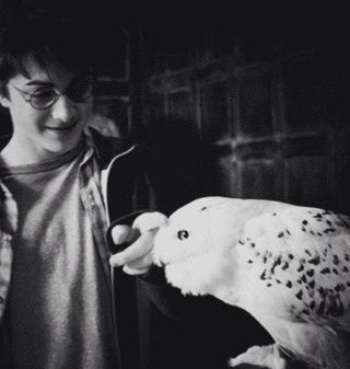 TheHPTrivia's profile picture. Harry Potter quotes and questions frequently posted for you #Potterheads to think about and enjoy...         #HPQuiz #HarryPotter